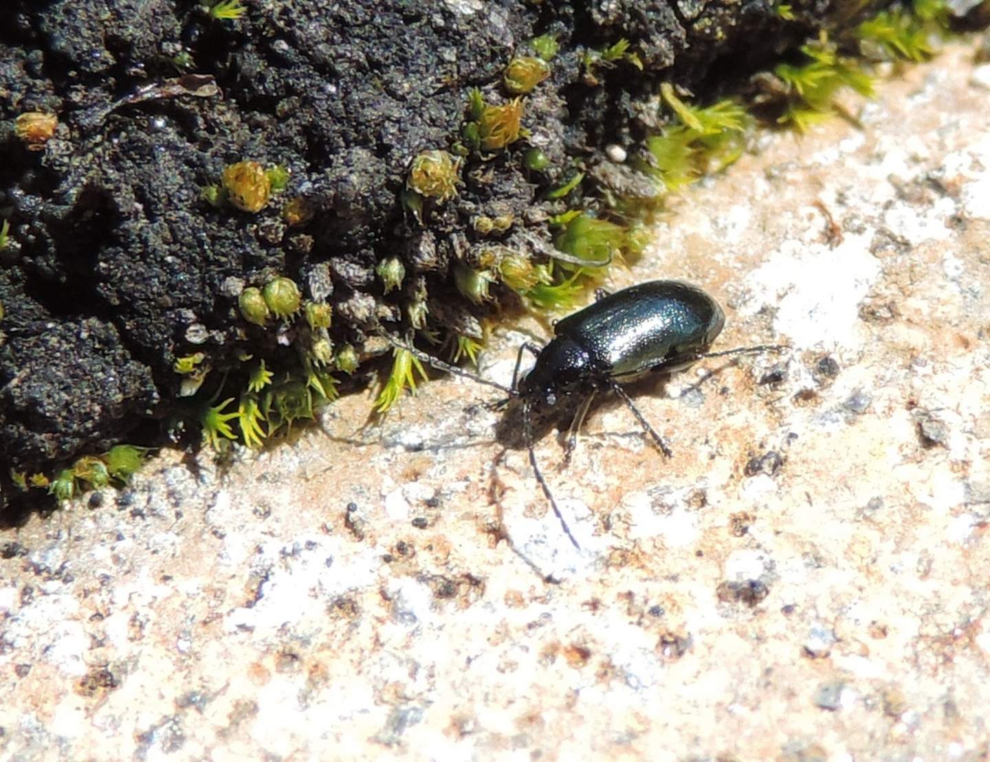 Chrysomelidae: Altica? Forse Luperus nigripes