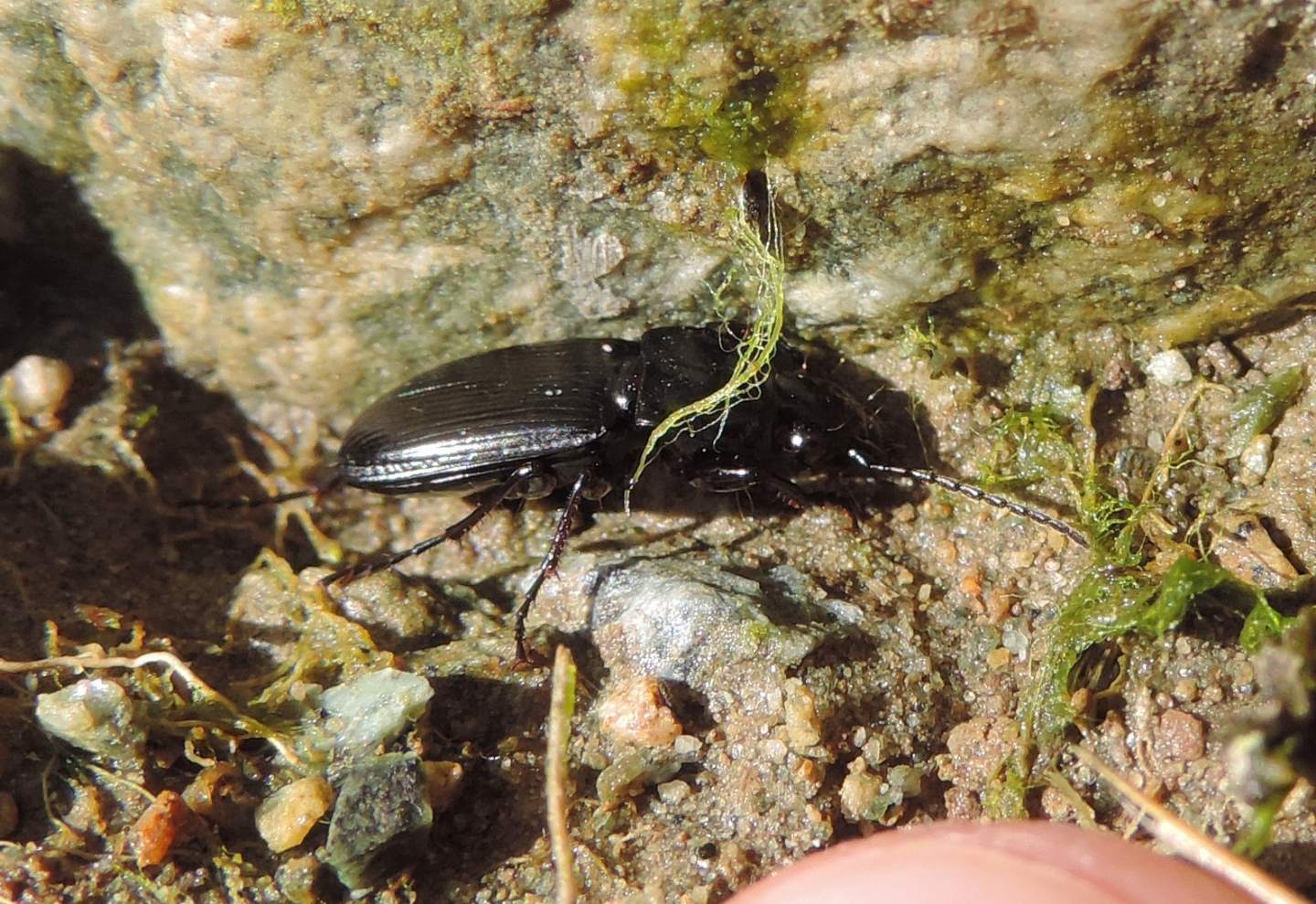Carabidae dalla Val Sangone: Pterostichus (Oreophilus) cfr. yvanii