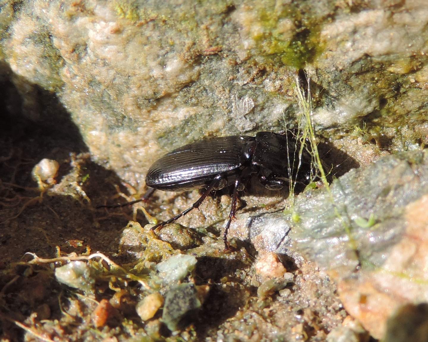 Carabidae dalla Val Sangone: Pterostichus (Oreophilus) cfr. yvanii