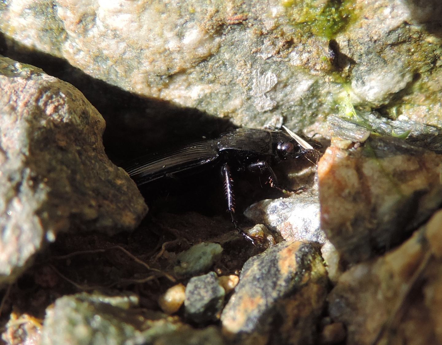 Carabidae dalla Val Sangone: Pterostichus (Oreophilus) cfr. yvanii