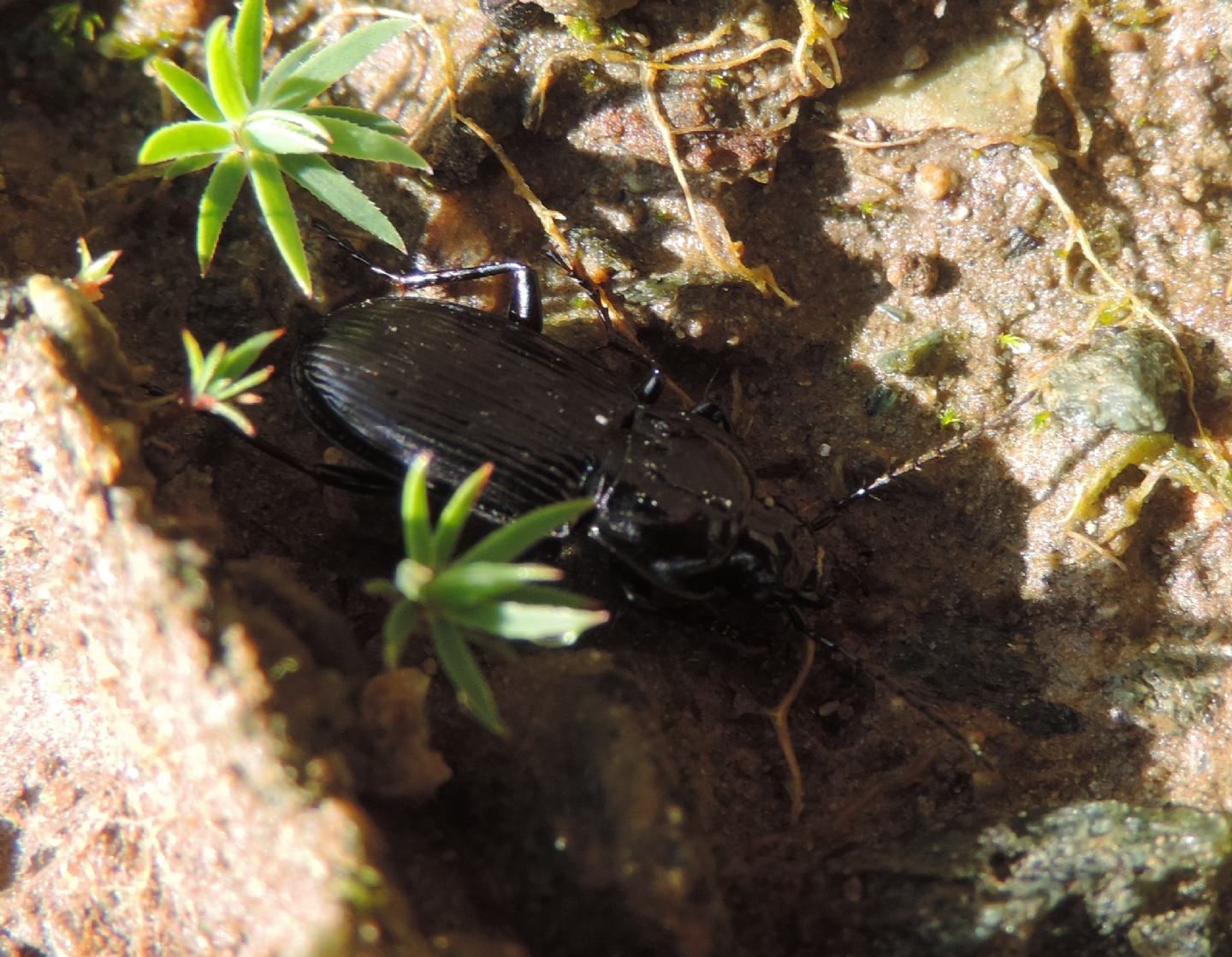 Carabidae dalla Val Sangone: Pterostichus (Oreophilus) cfr. yvanii