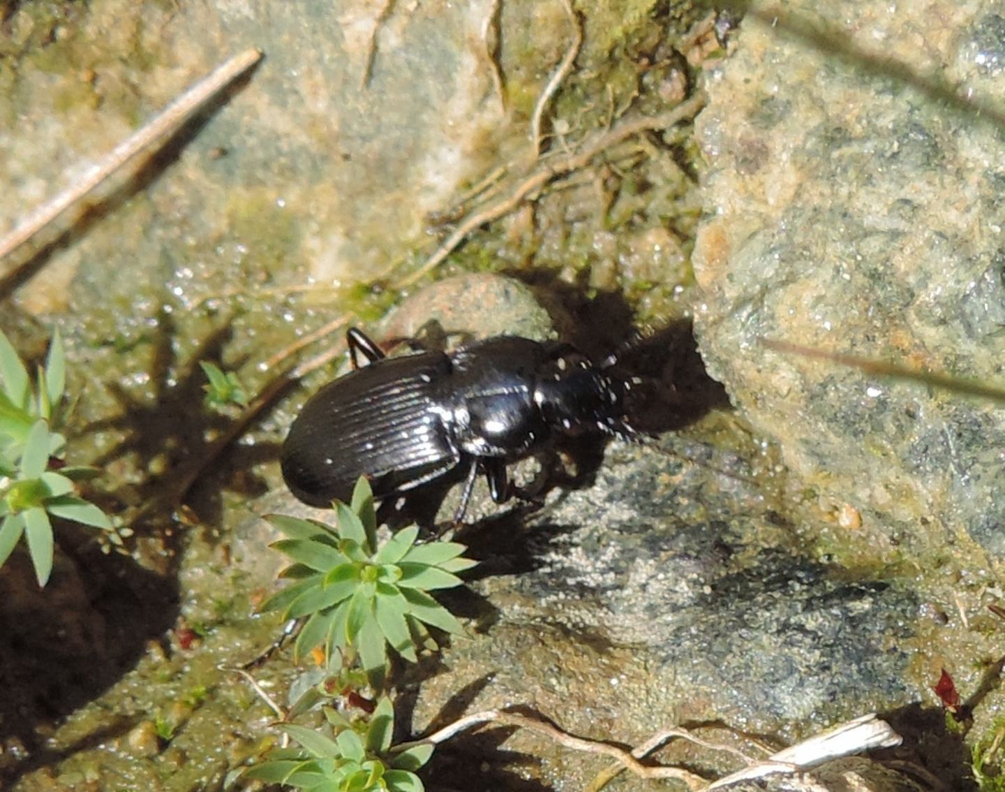 Carabidae dalla Val Sangone: Pterostichus (Oreophilus) cfr. yvanii