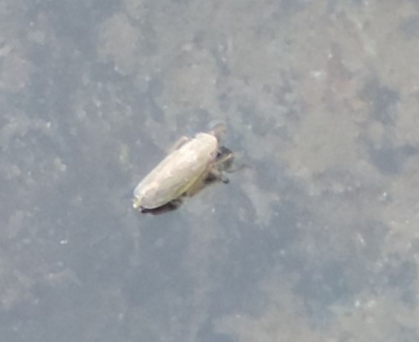 Minuscoli Cicadellidae?  S, Psammotettix sp.