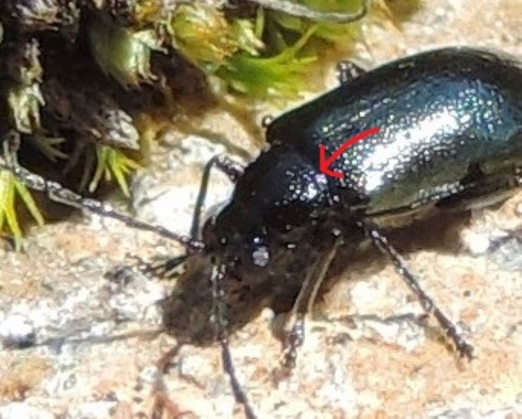 Chrysomelidae: Altica? Forse Luperus nigripes