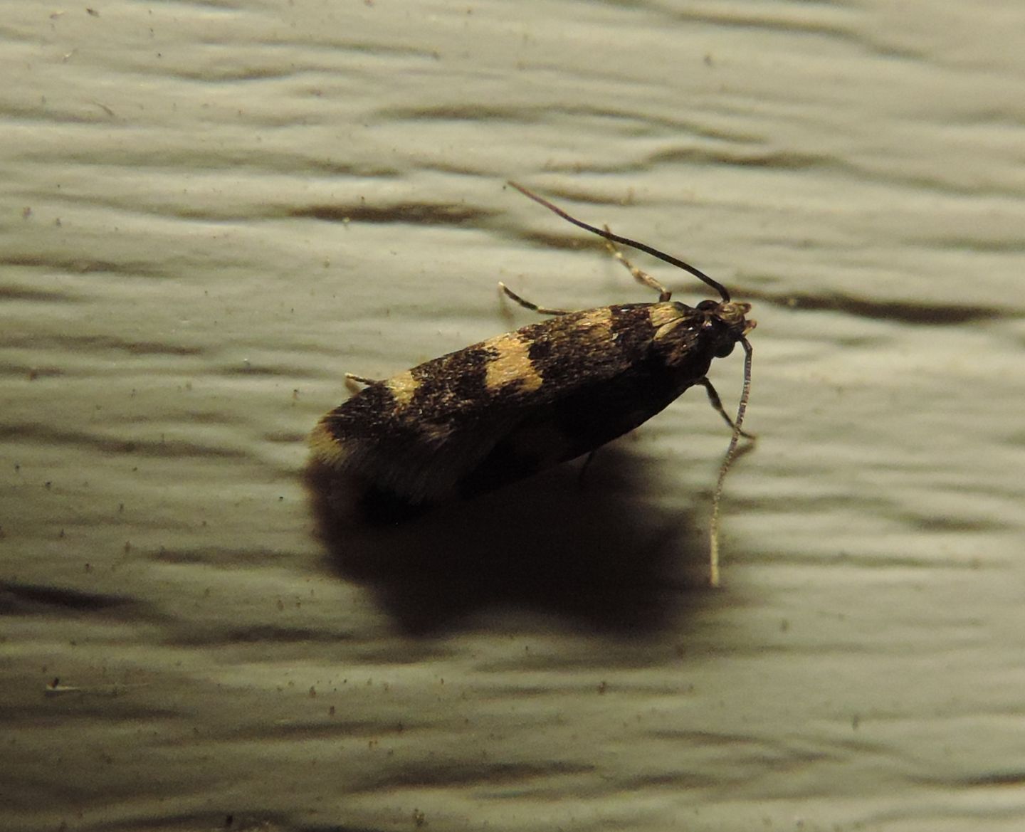 Autostichidae: Oegoconia sp.?  S !