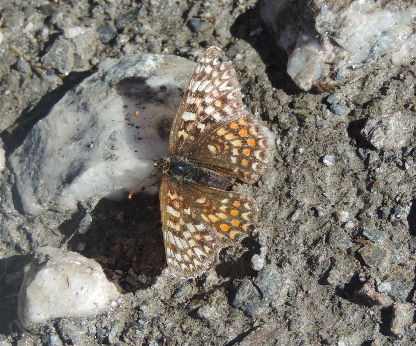 Quale Melitaea?   Melitaea phoebe, femmina