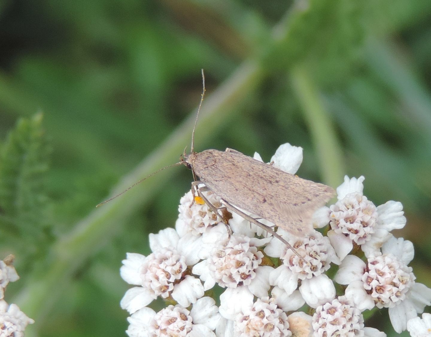 Falena da identificare: Nothris verbascella - Gelechiidae