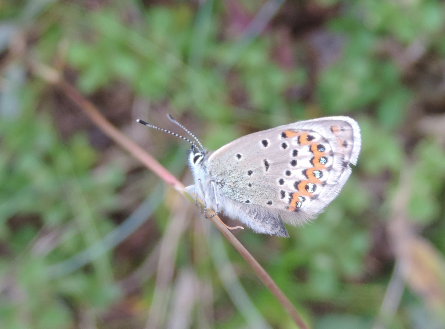 Plebejus idas?  S !