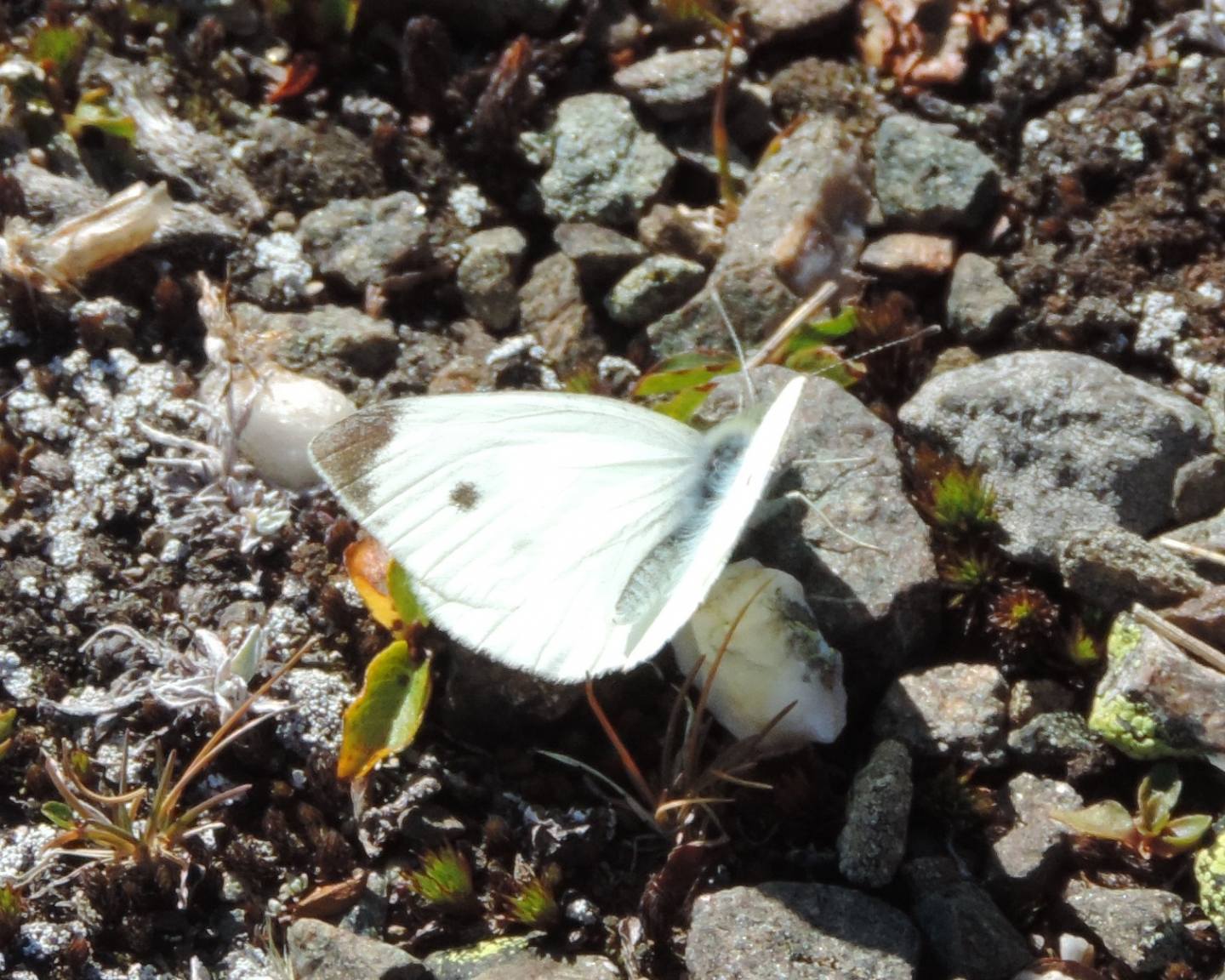 Pieris d''alta quota: Pieris rapae