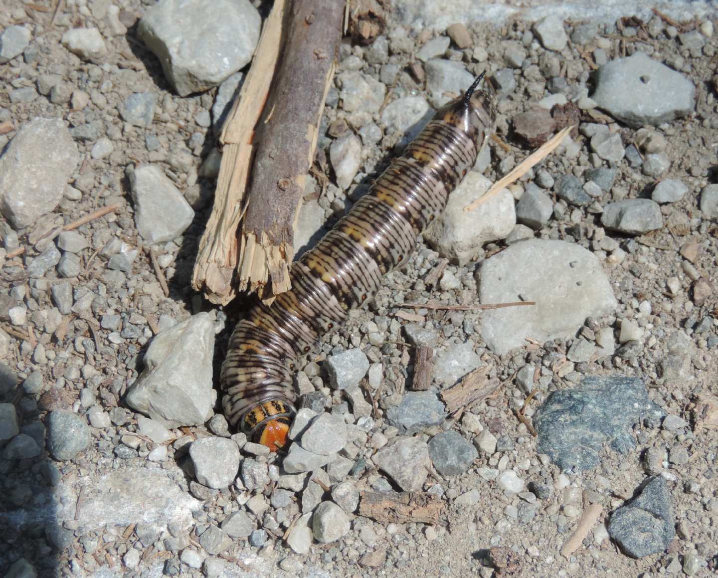 Bruco di Sphingidae: Agrius convolvuli