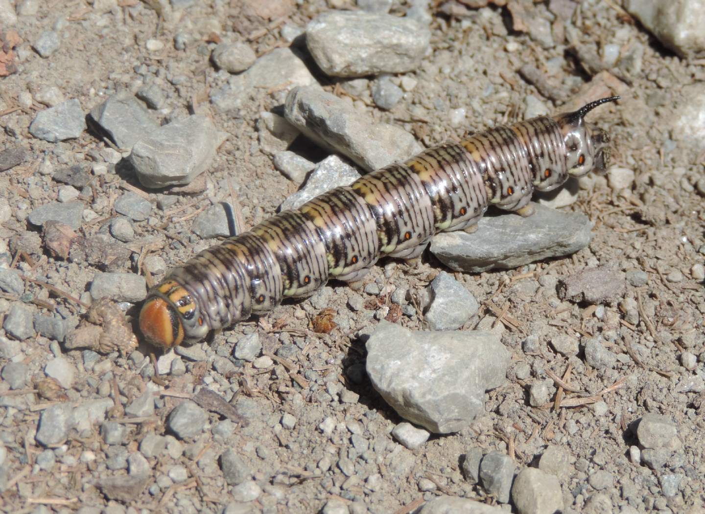 Bruco di Sphingidae: Agrius convolvuli