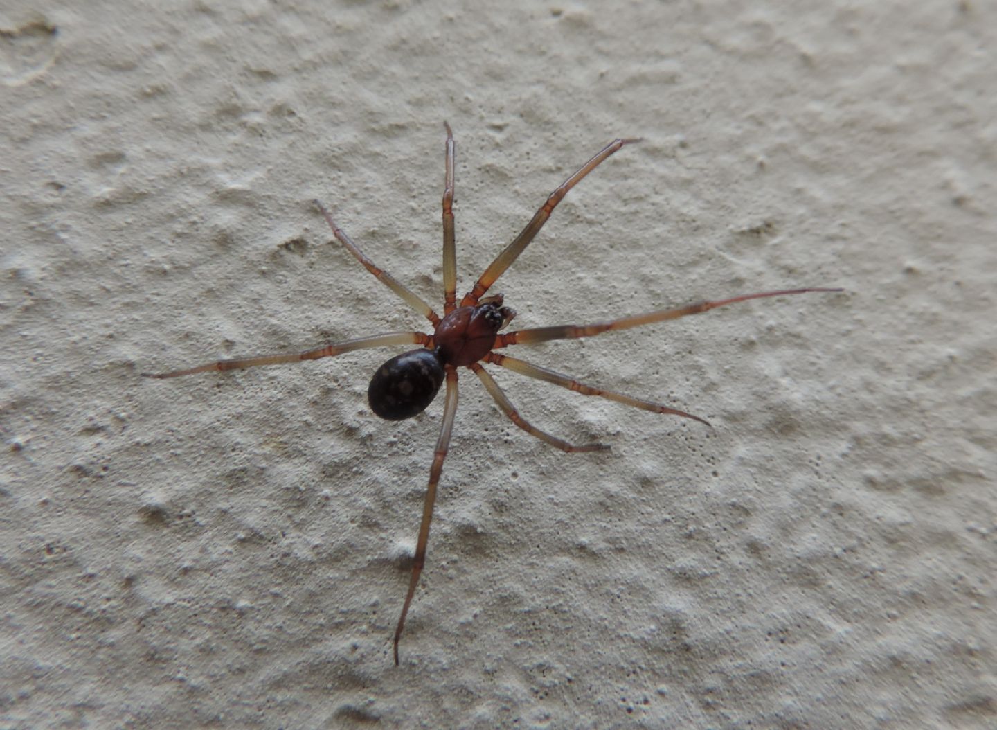Steatoda grossa?  S, maschio (AR)