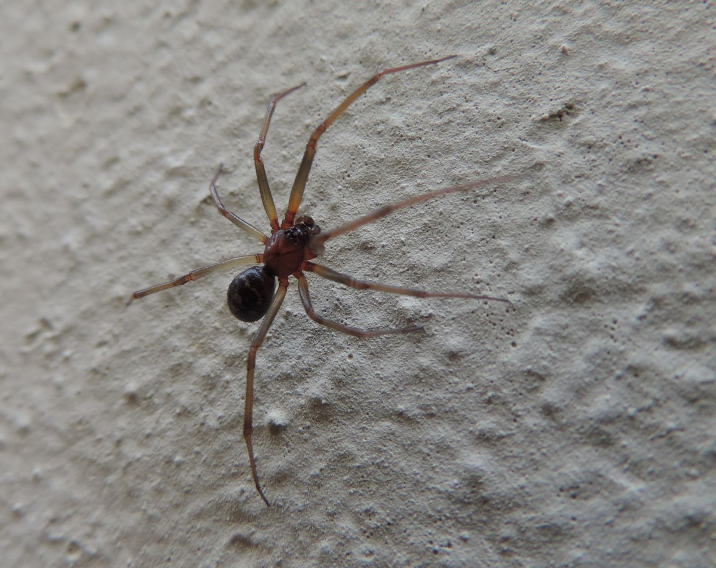 Steatoda grossa?  S, maschio (AR)