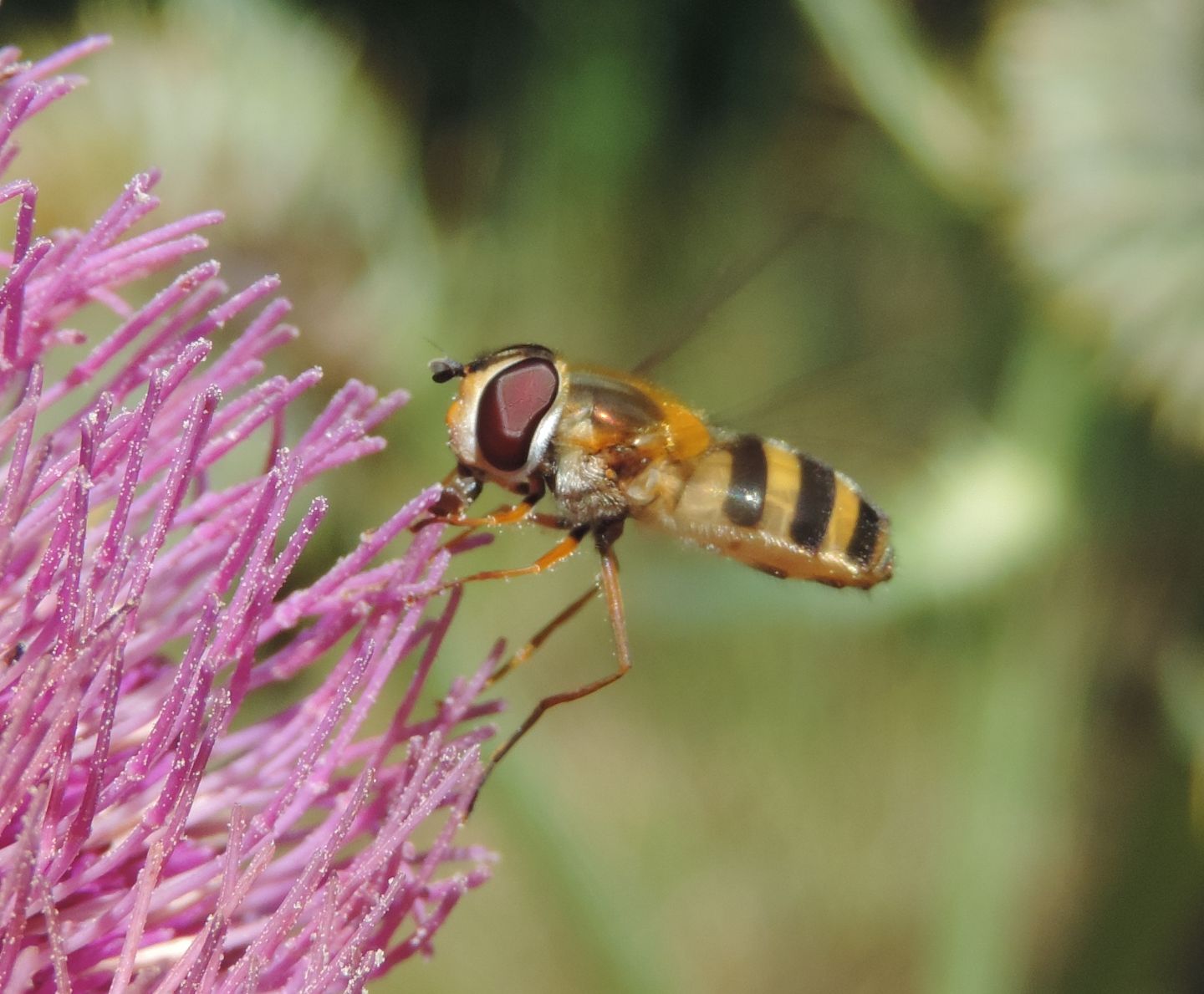 Syrphidae: Epistrophe grossulariae?  S, femmina