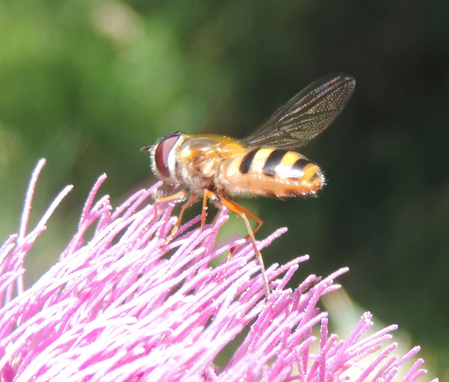 Syrphidae: Epistrophe grossulariae?  S, femmina