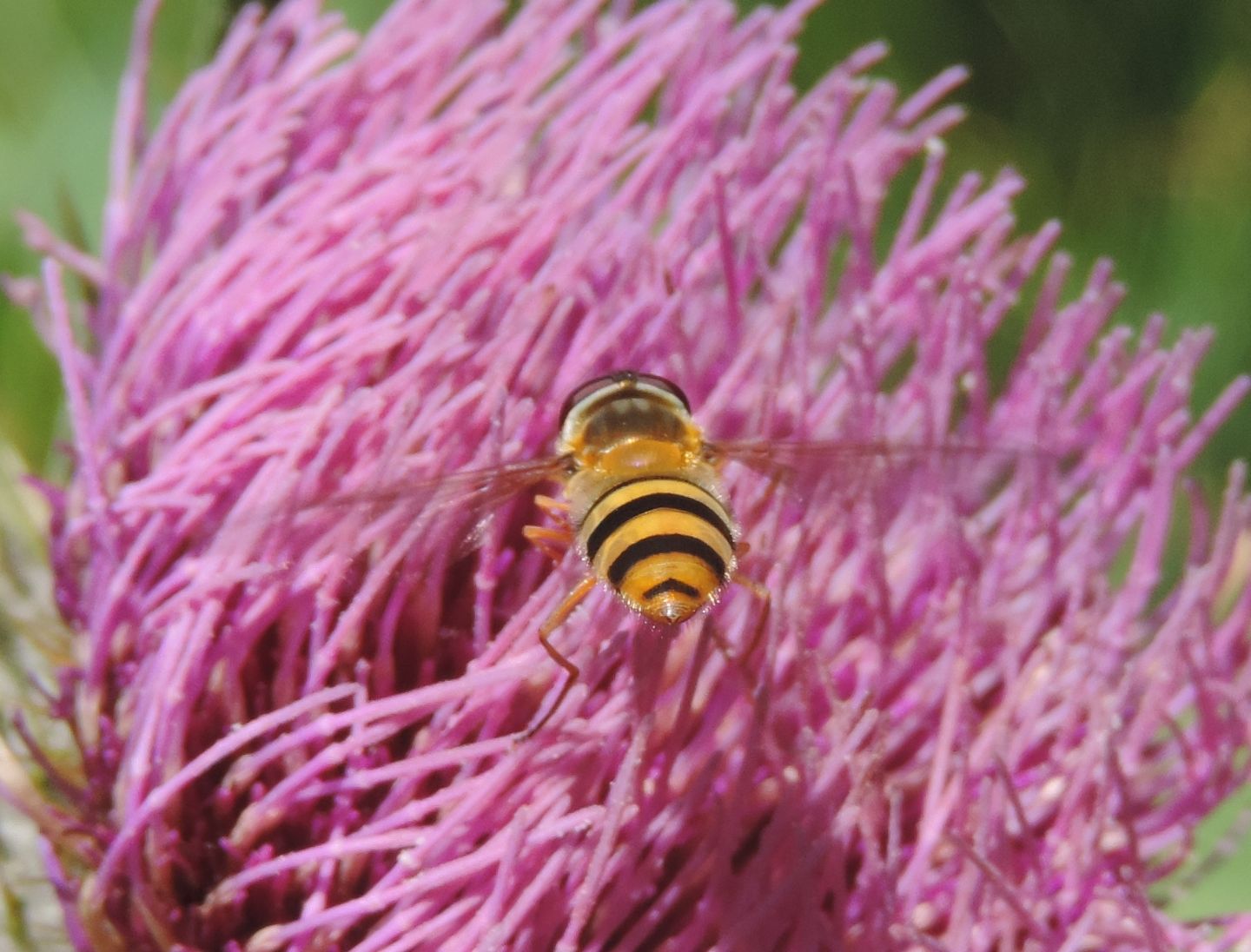 Syrphidae: Epistrophe grossulariae?  S, femmina