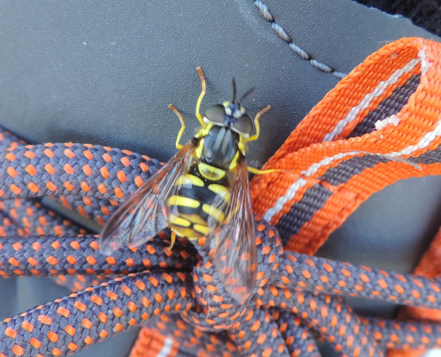 Syrphidae: Chrysotoxum cautum?  Chrysotoxum cfr. cautum