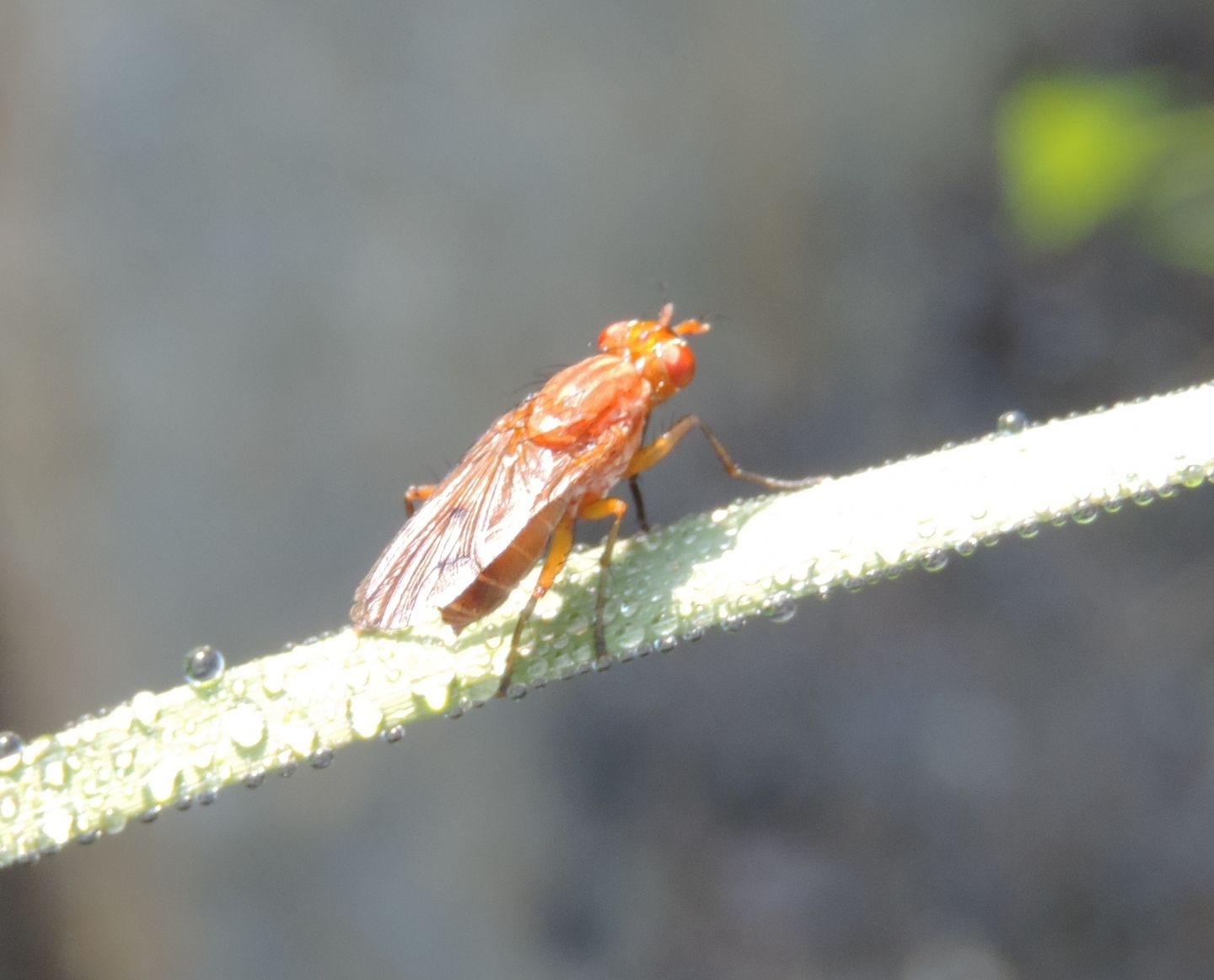 Tetanocera?