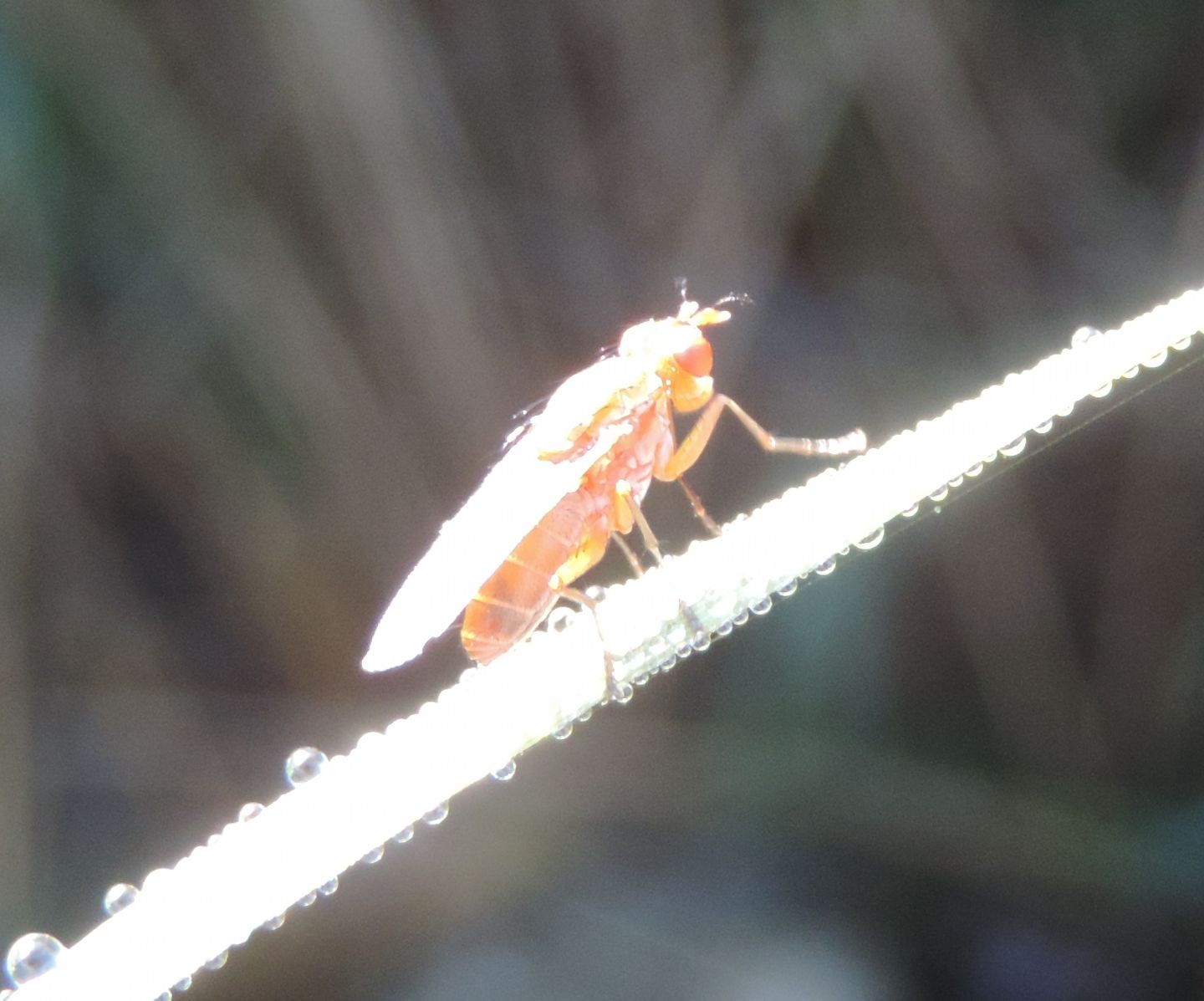 Tetanocera?