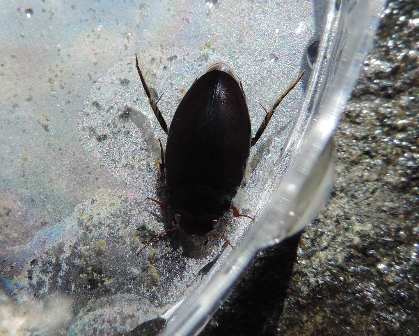 Dytiscidae ad alta quota: Agabus?    No, Ilybius sp.