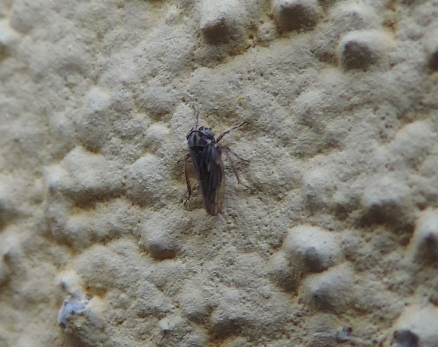 Cicadellidae: Anaceratagallia?  ...cfr. Anaceratagallia sp.