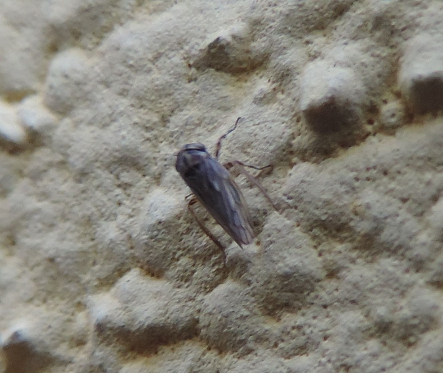 Cicadellidae: Anaceratagallia?  ...cfr. Anaceratagallia sp.