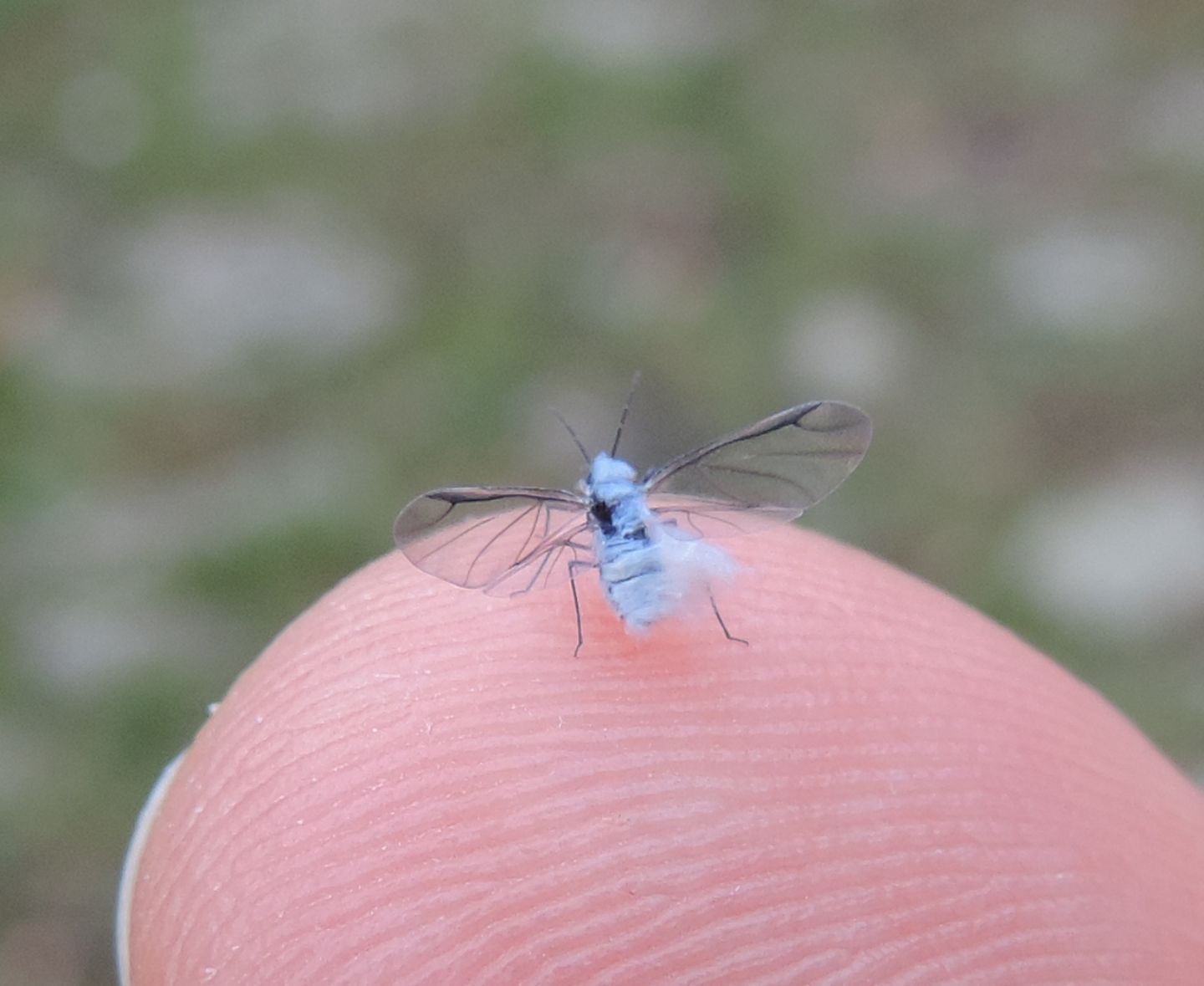 Afide peloso?  S, Aphididae: Phyllaphis fagi