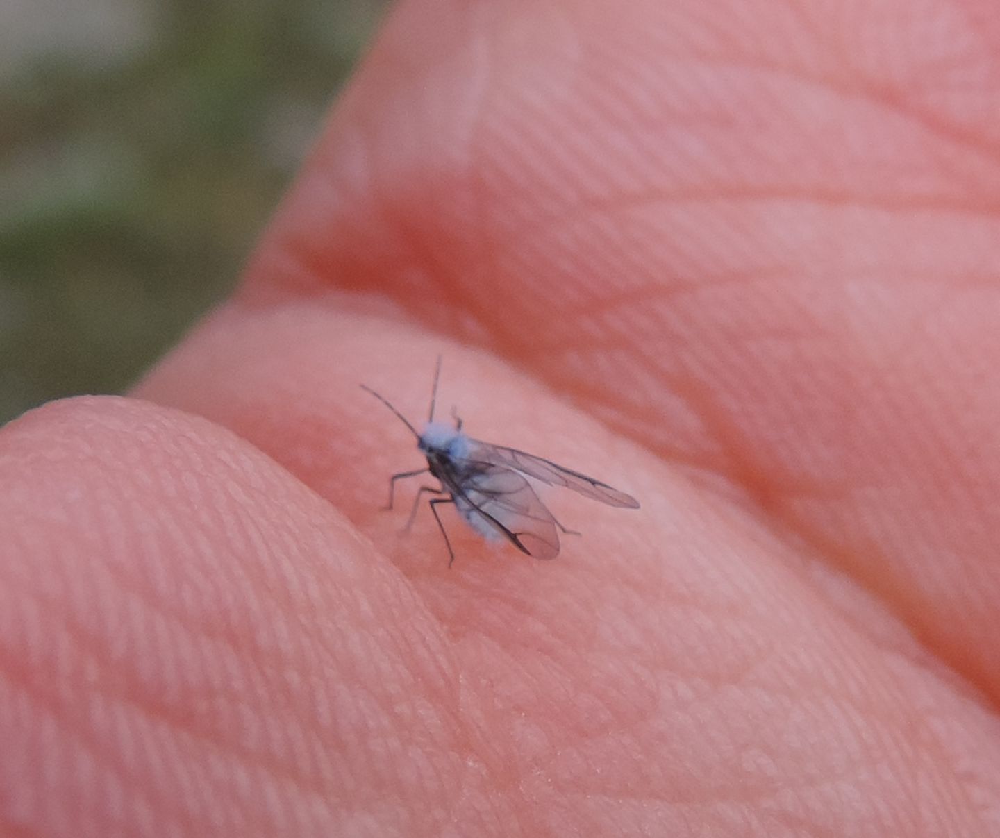 Afide peloso?  S, Aphididae: Phyllaphis fagi