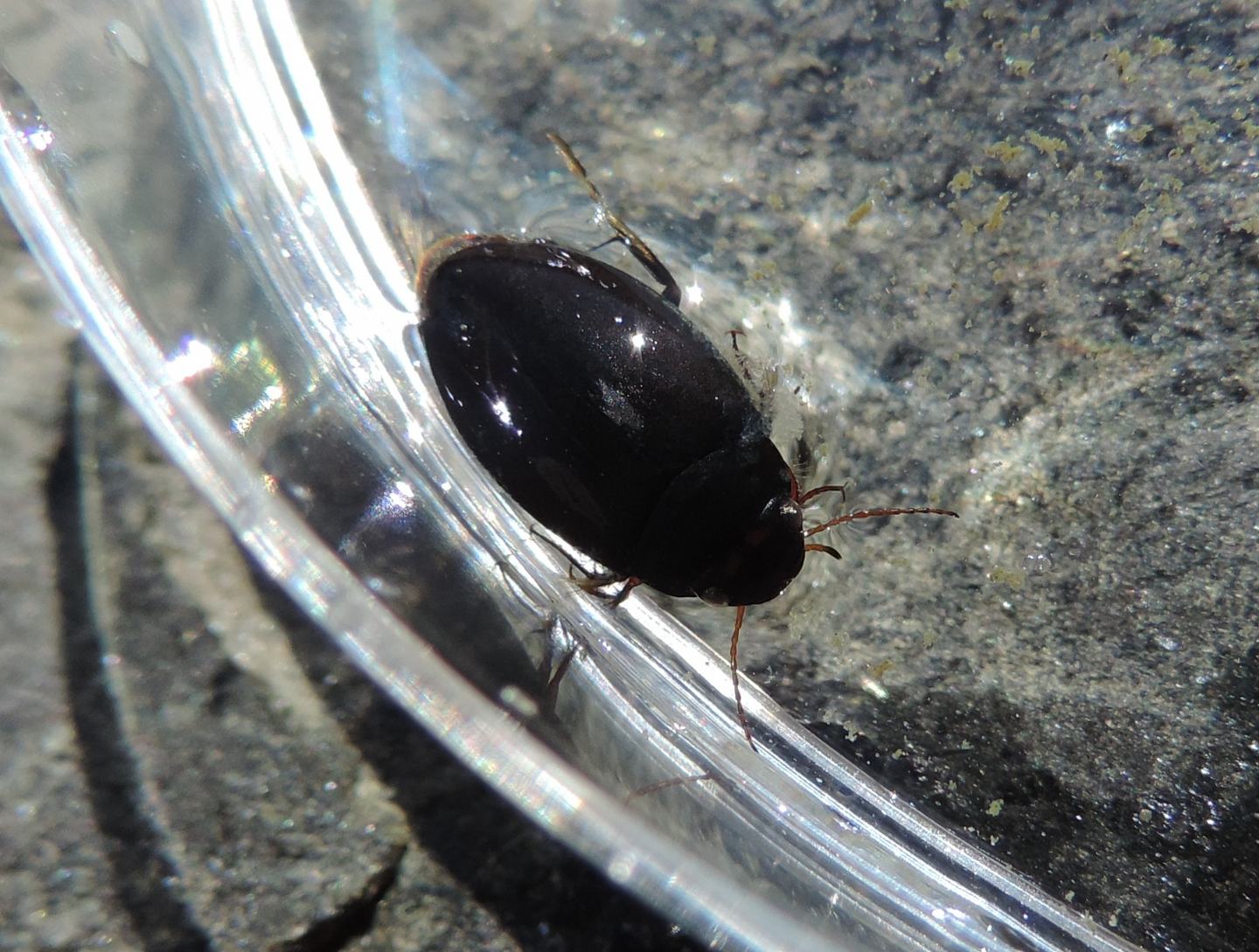 Dytiscidae ad alta quota: Agabus?    No, Ilybius sp.