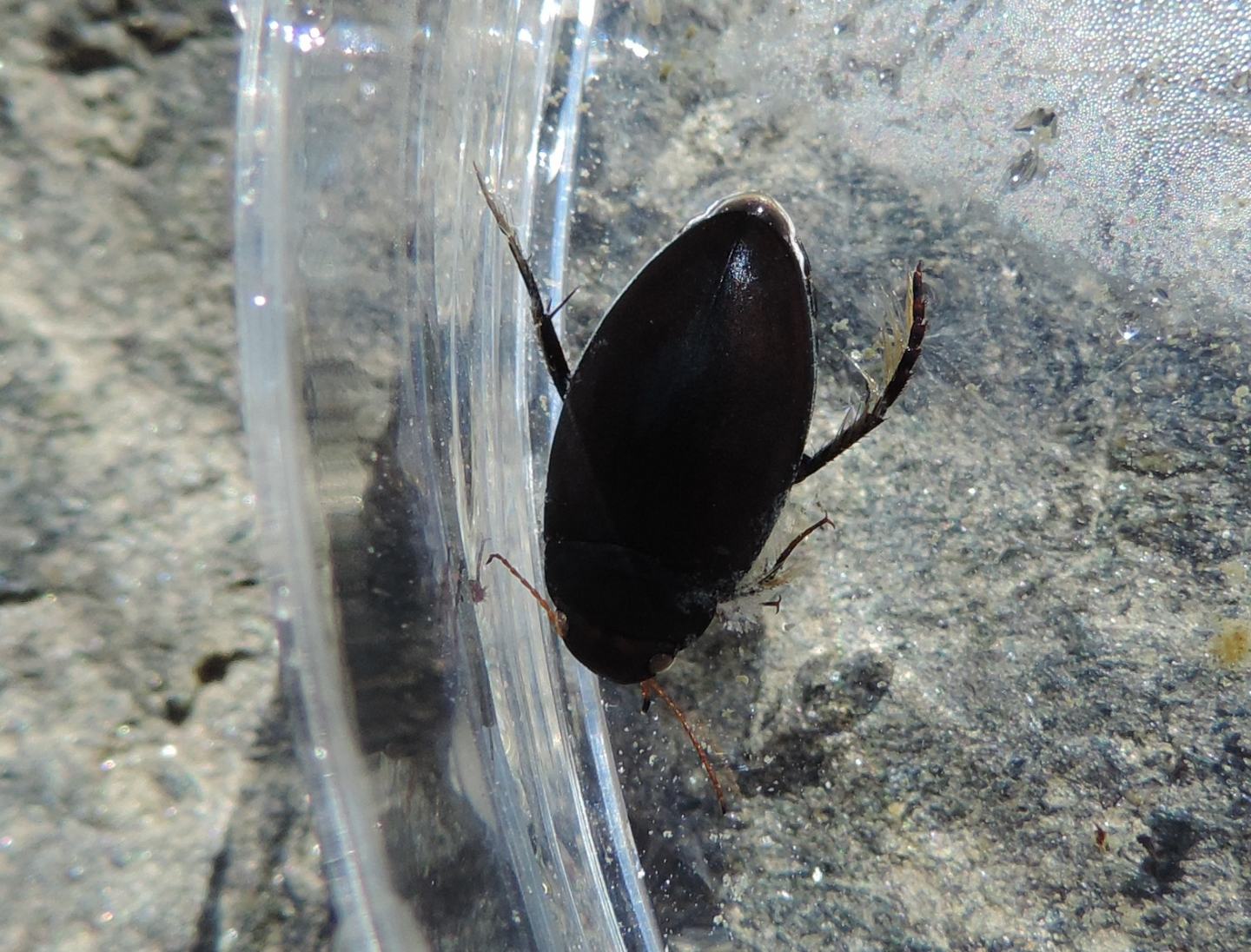 Dytiscidae ad alta quota: Agabus?    No, Ilybius sp.