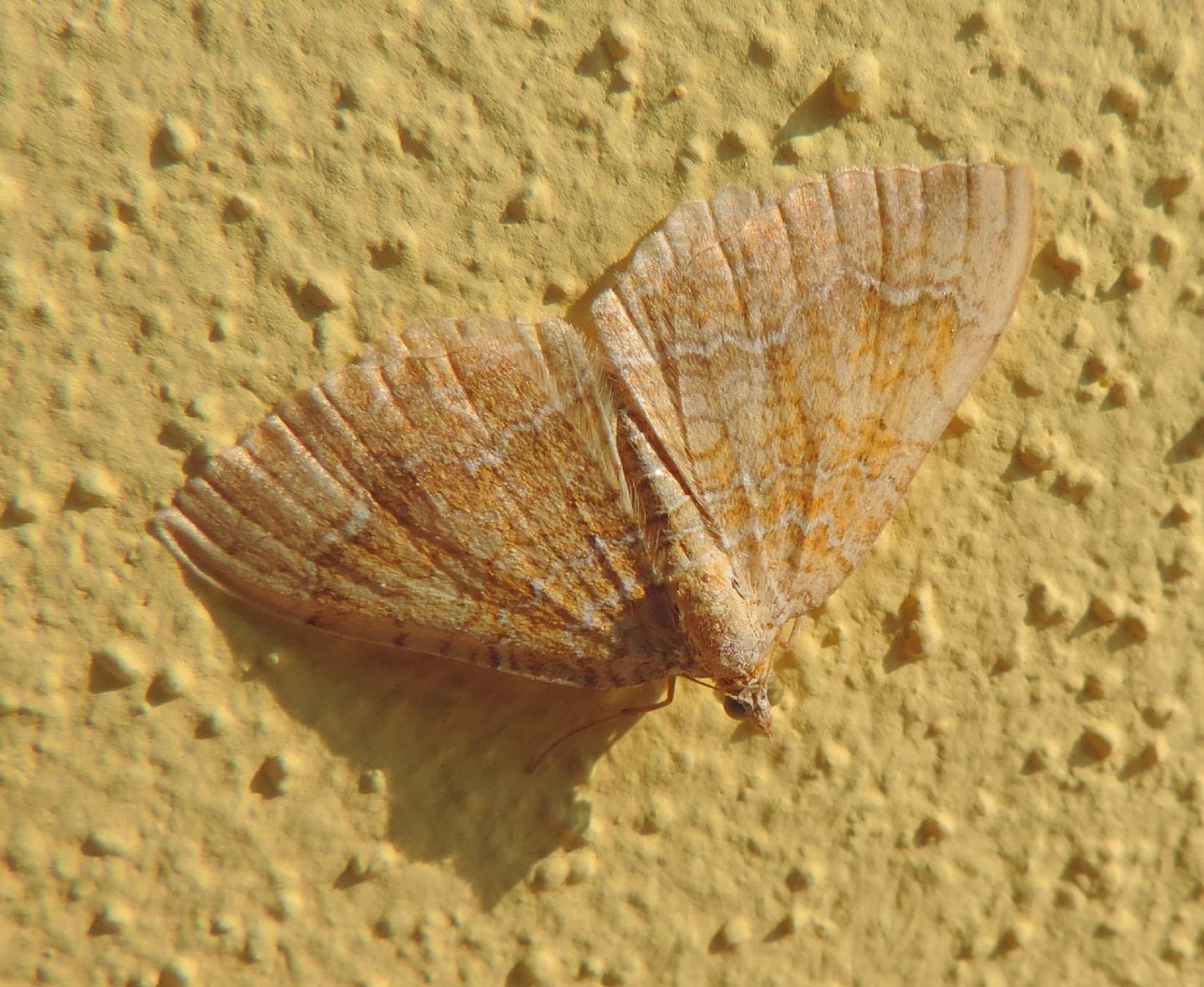 Camptogramma bilineata? S