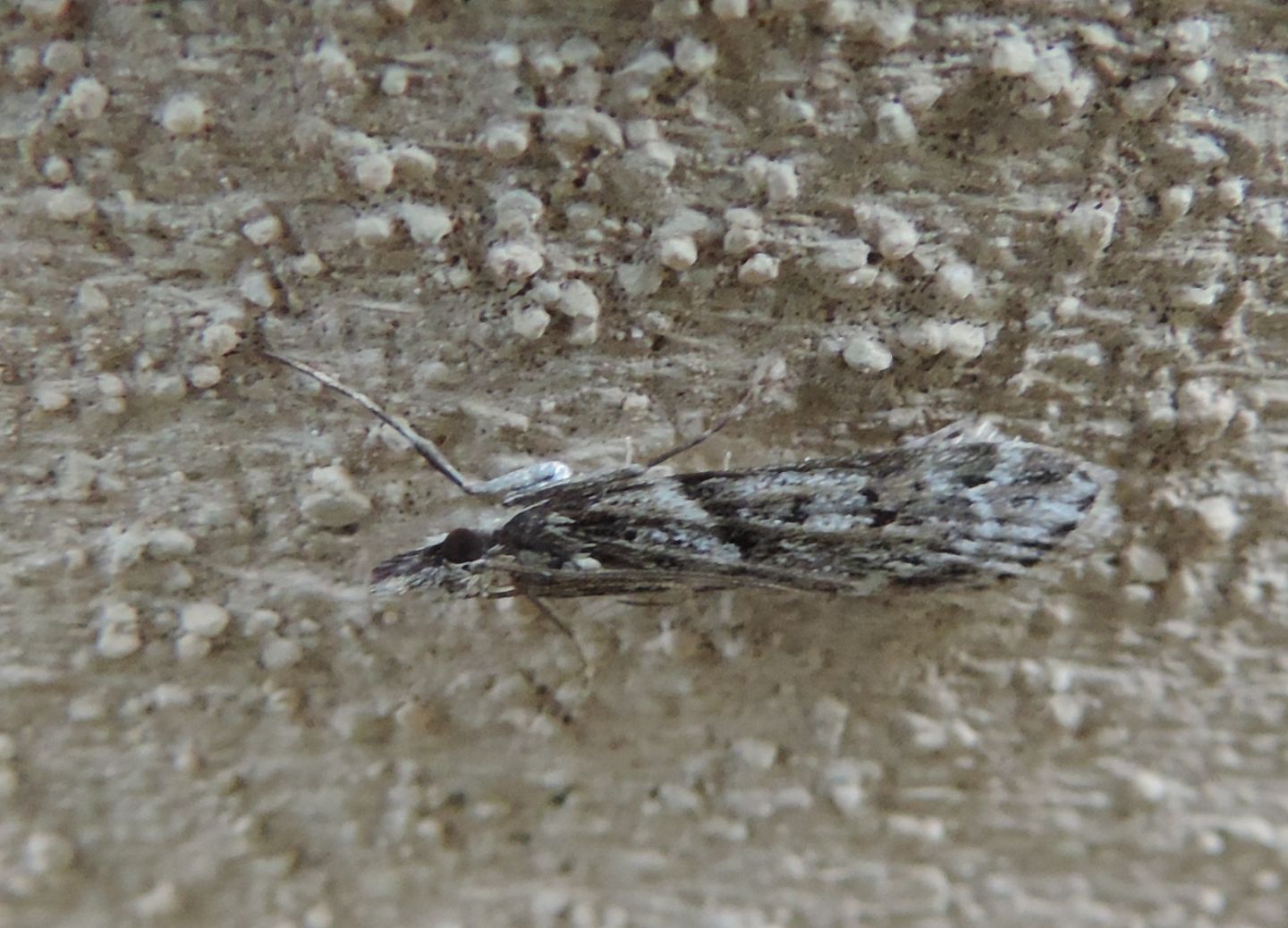 Crambidae? S, Eudonia angustea