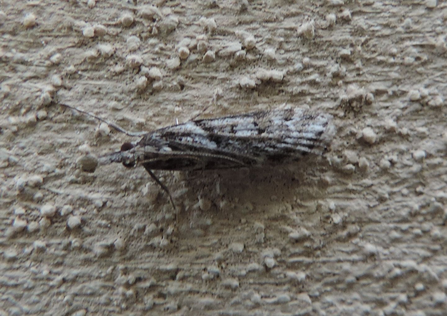Crambidae? S, Eudonia angustea
