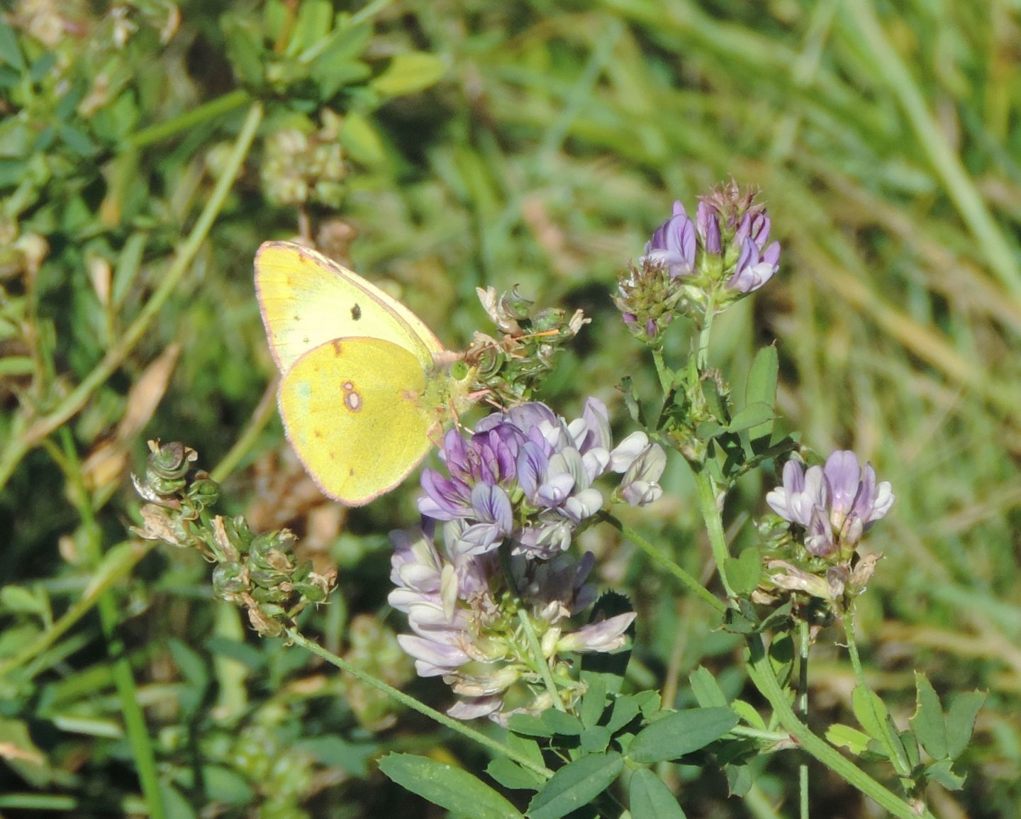 Colias alfacariensis