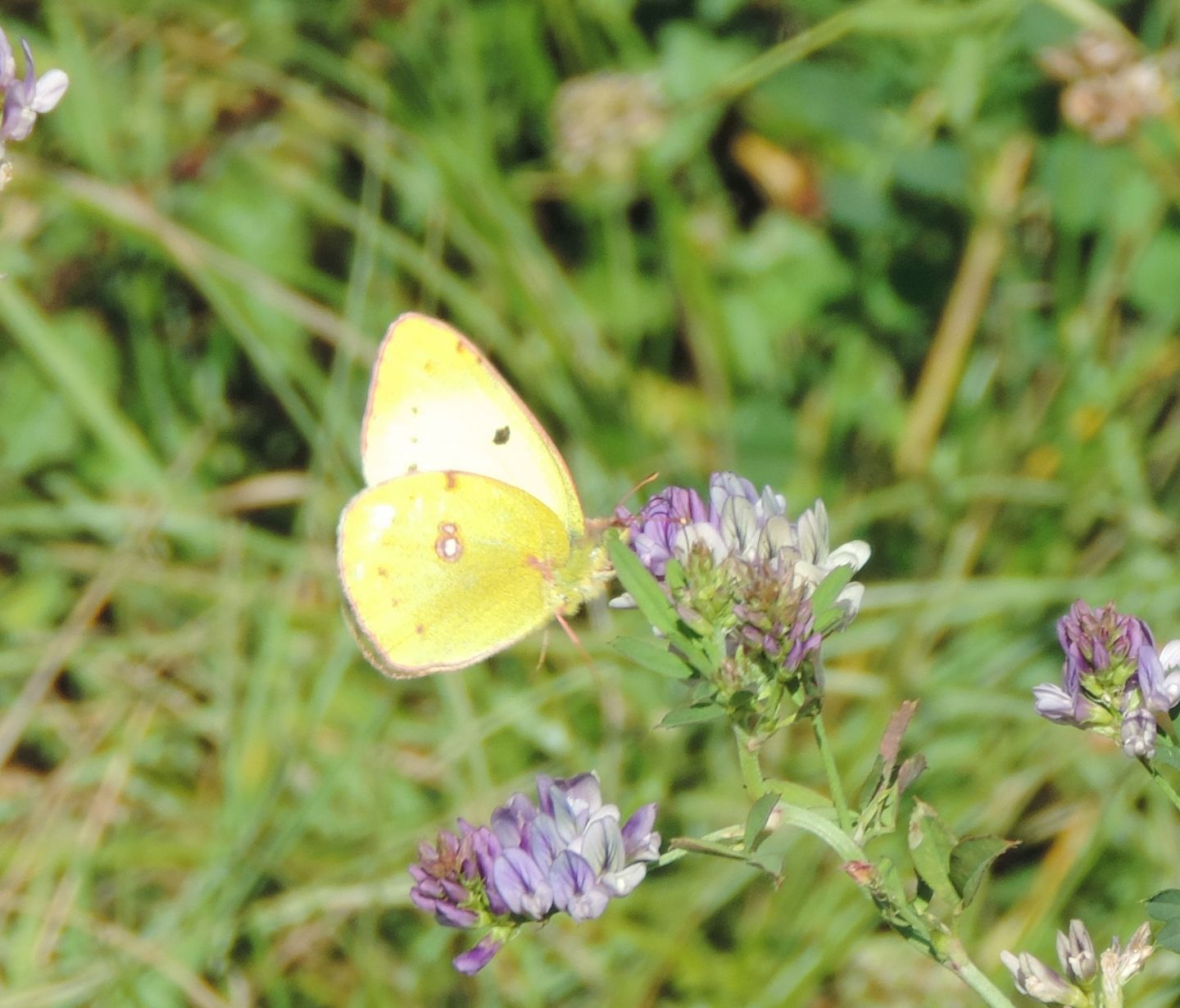 Colias alfacariensis