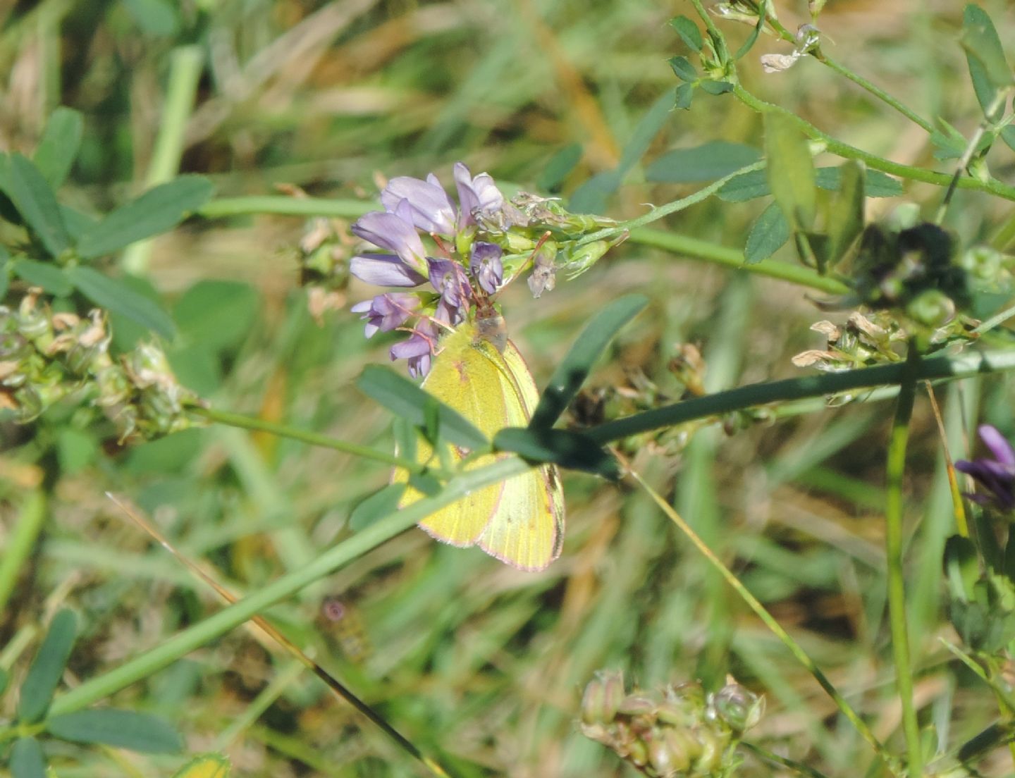 Colias alfacariensis