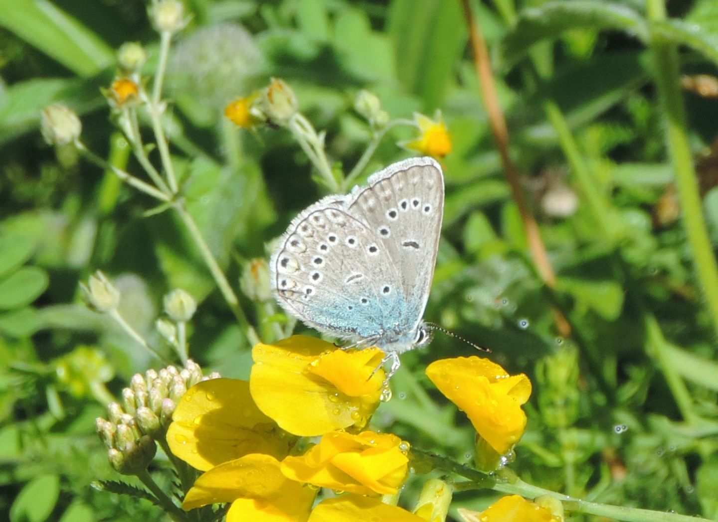 Polyommatus amandus?  S !