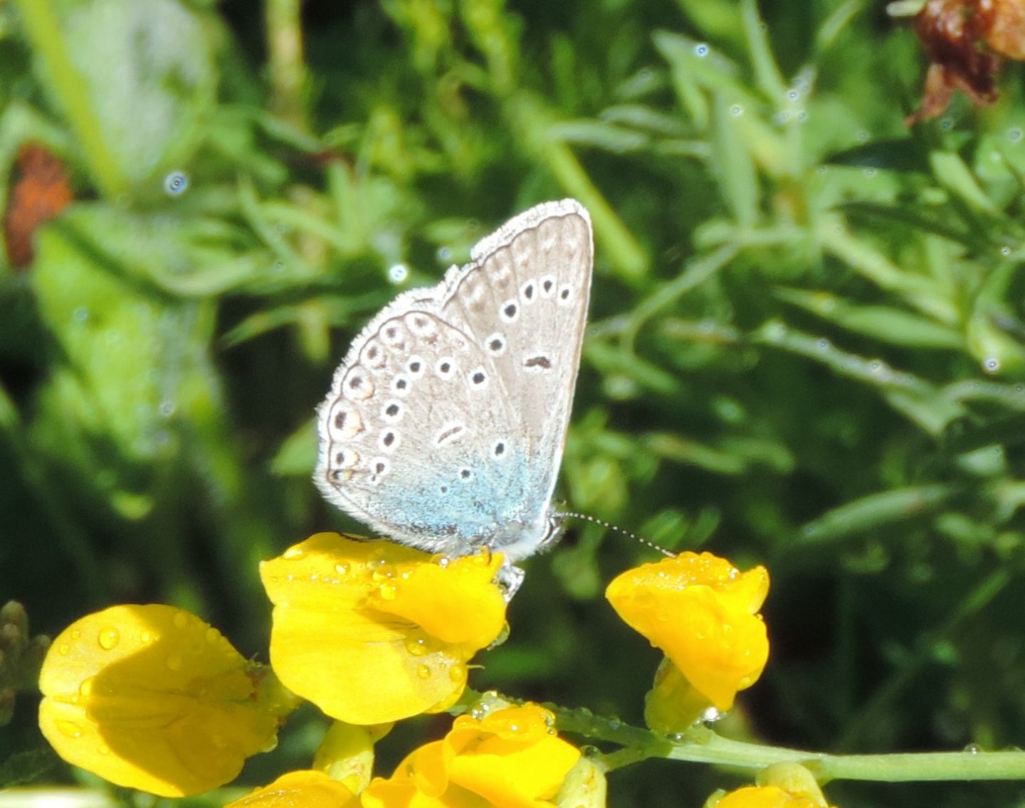 Polyommatus amandus?  S !