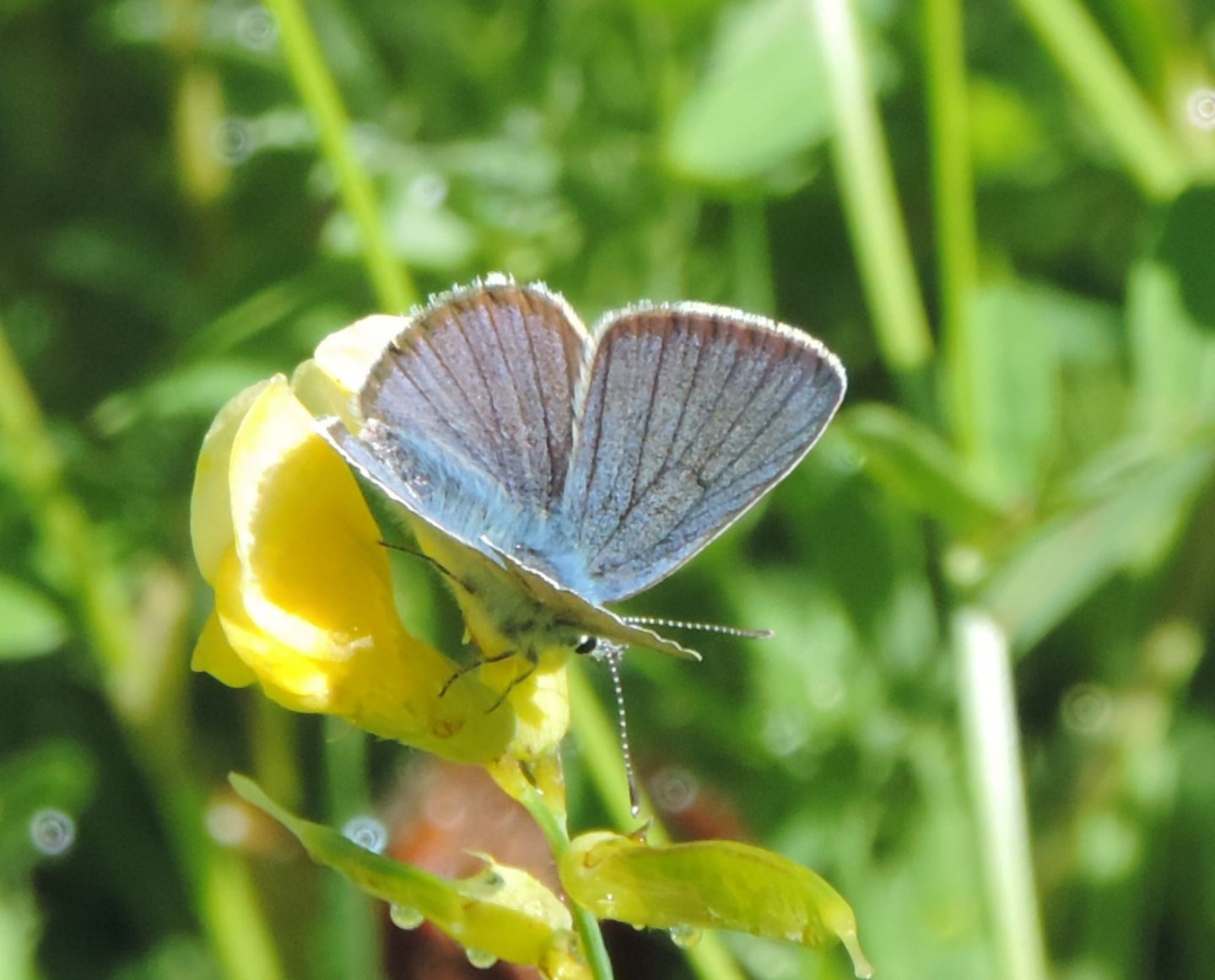 Polyommatus amandus?  S !