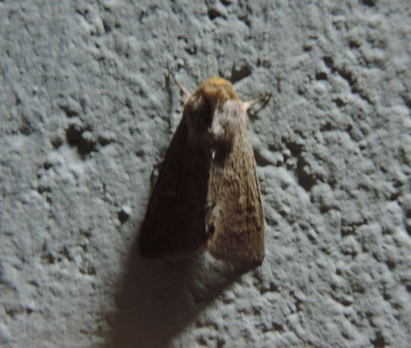 Noctuidae: Mythimna (Hyphilare) ferrago