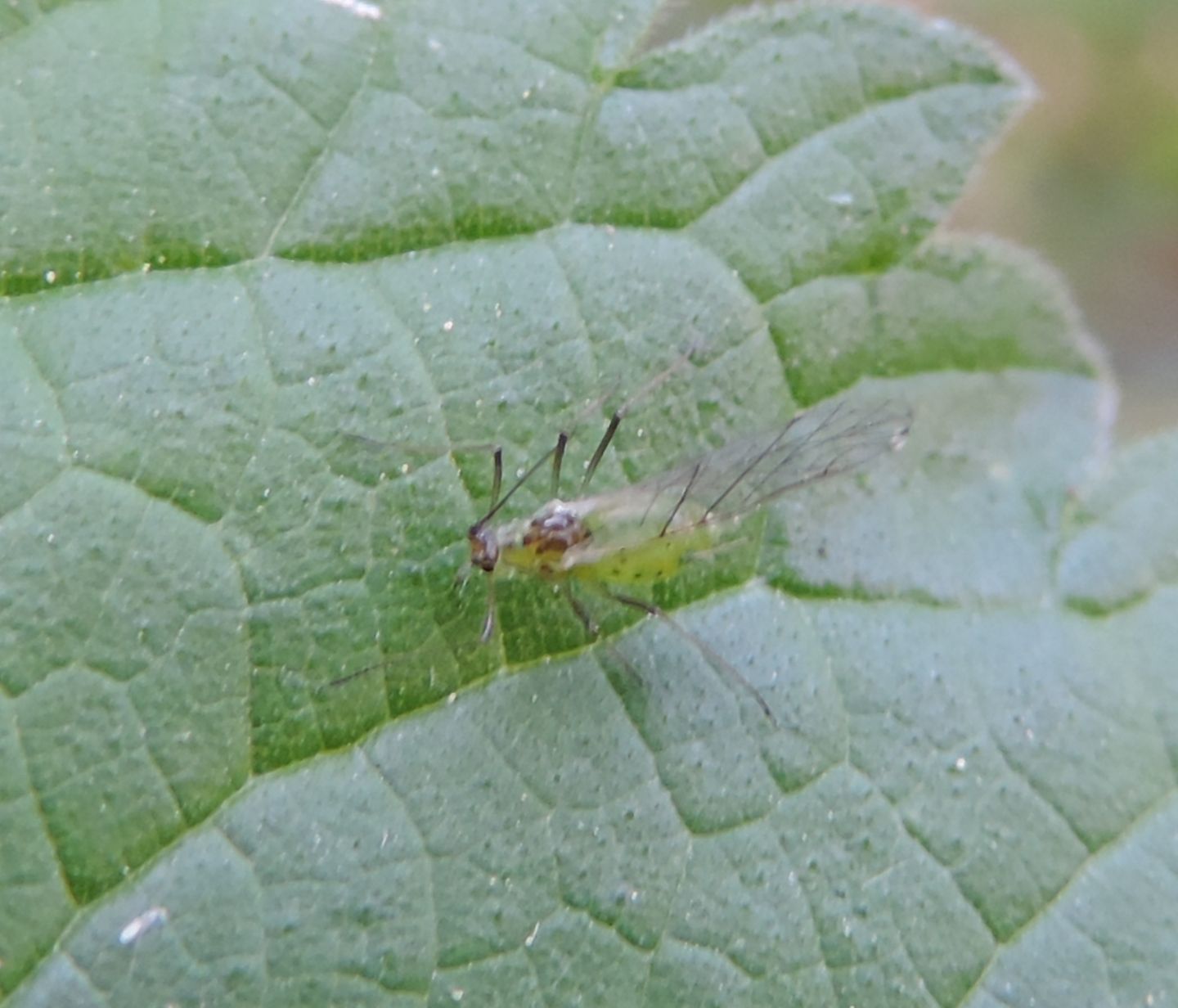 Drepanosiphum platanoidis? Forse...