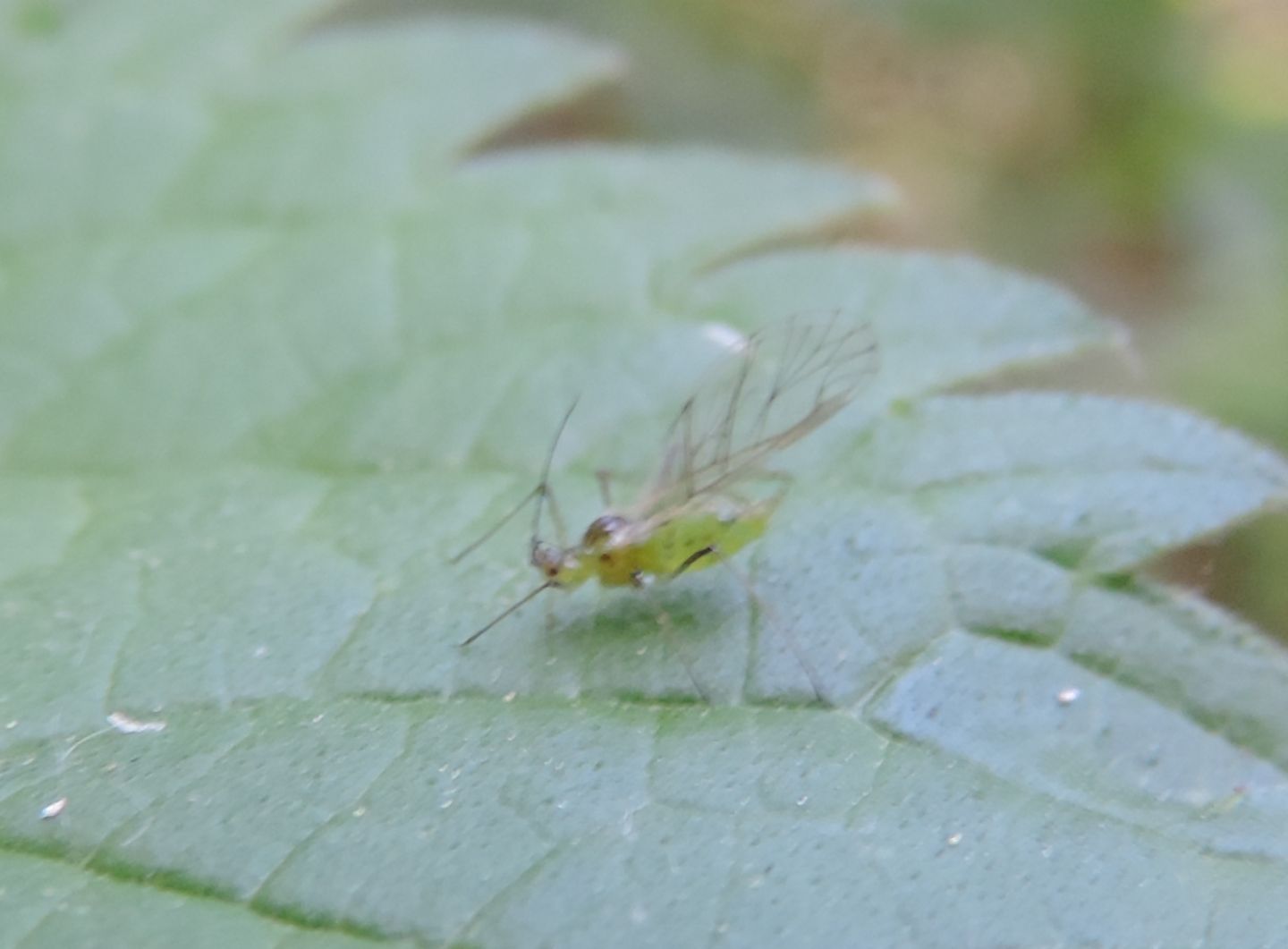 Drepanosiphum platanoidis? Forse...