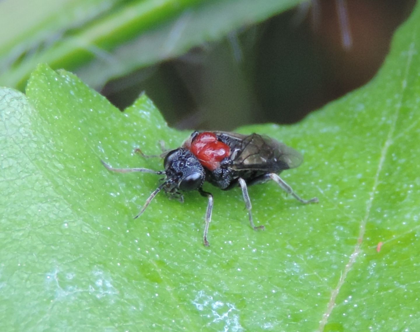 Eriocampa ovata?