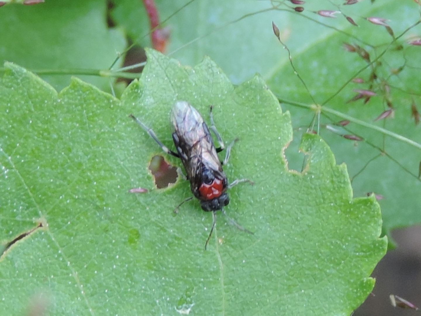 Eriocampa ovata?