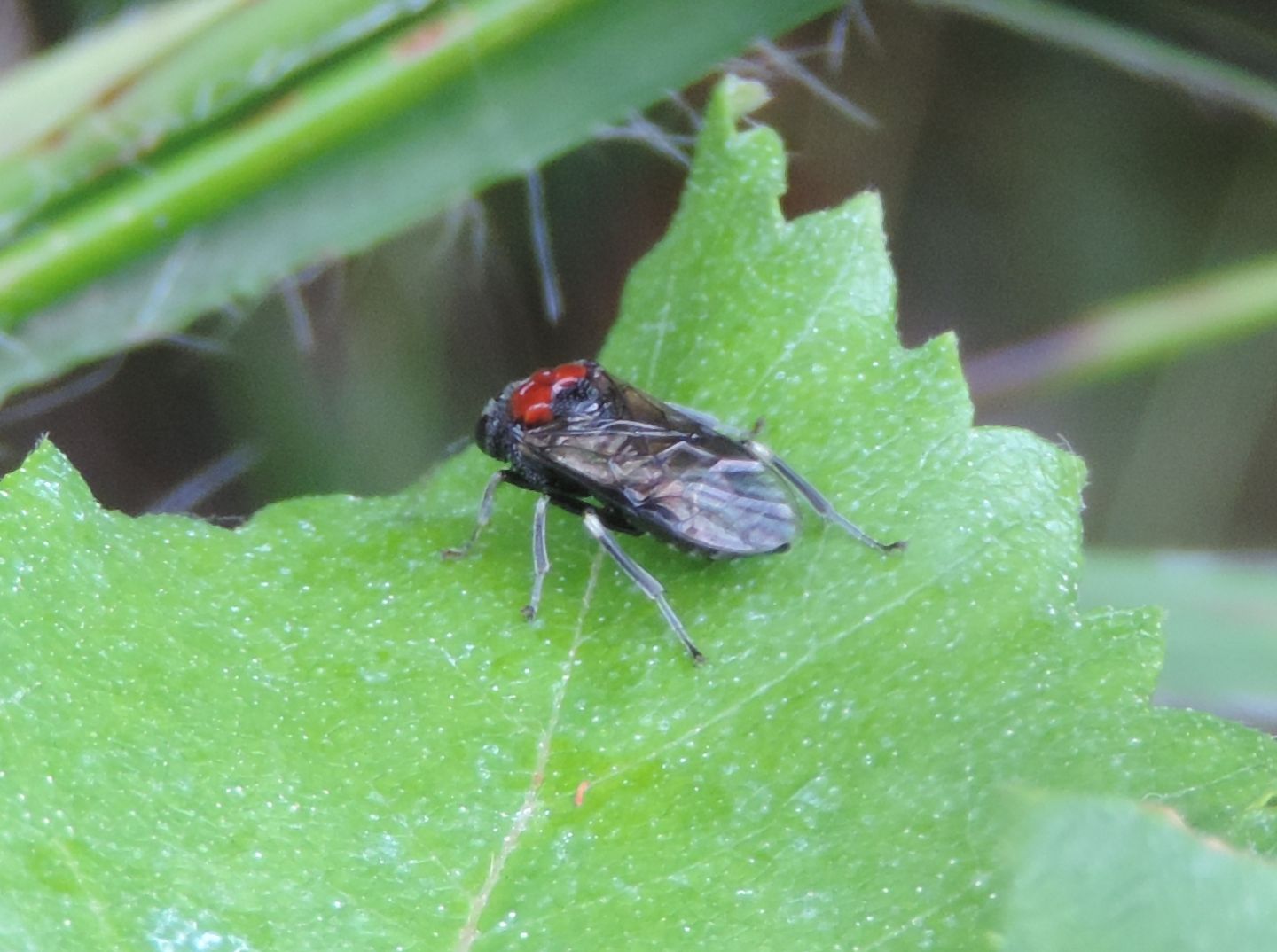 Eriocampa ovata?