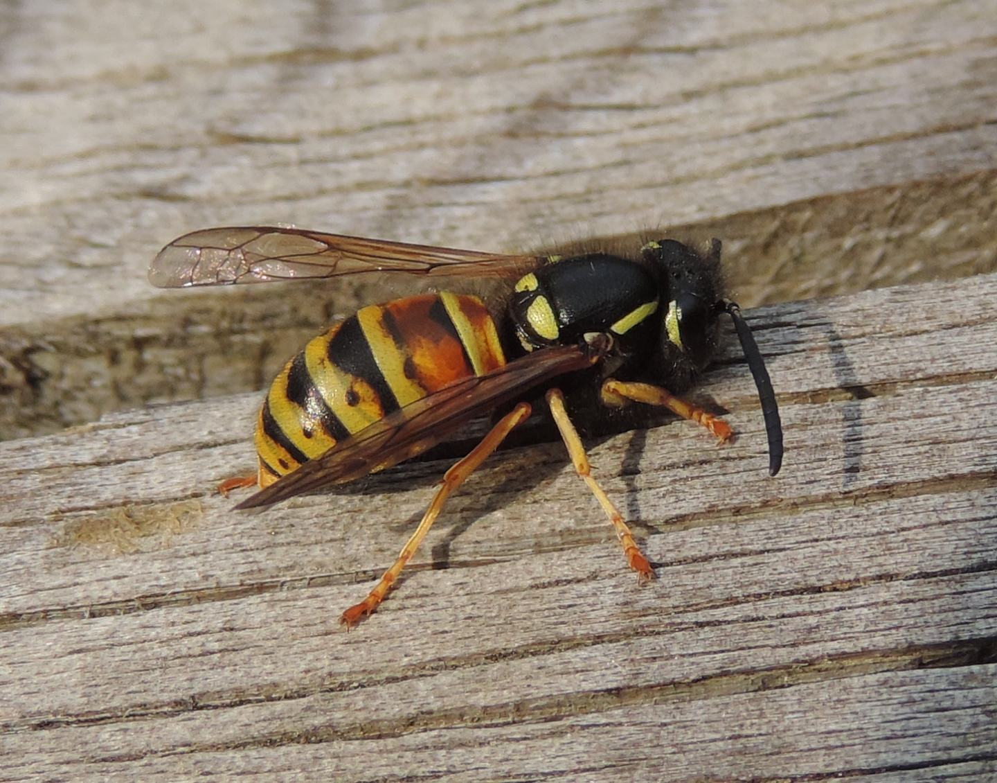 Vespidae: Vespula rufa? S.