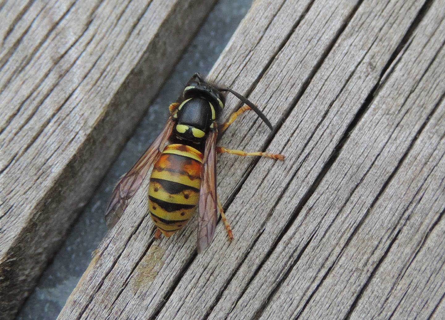 Vespidae: Vespula rufa? S.