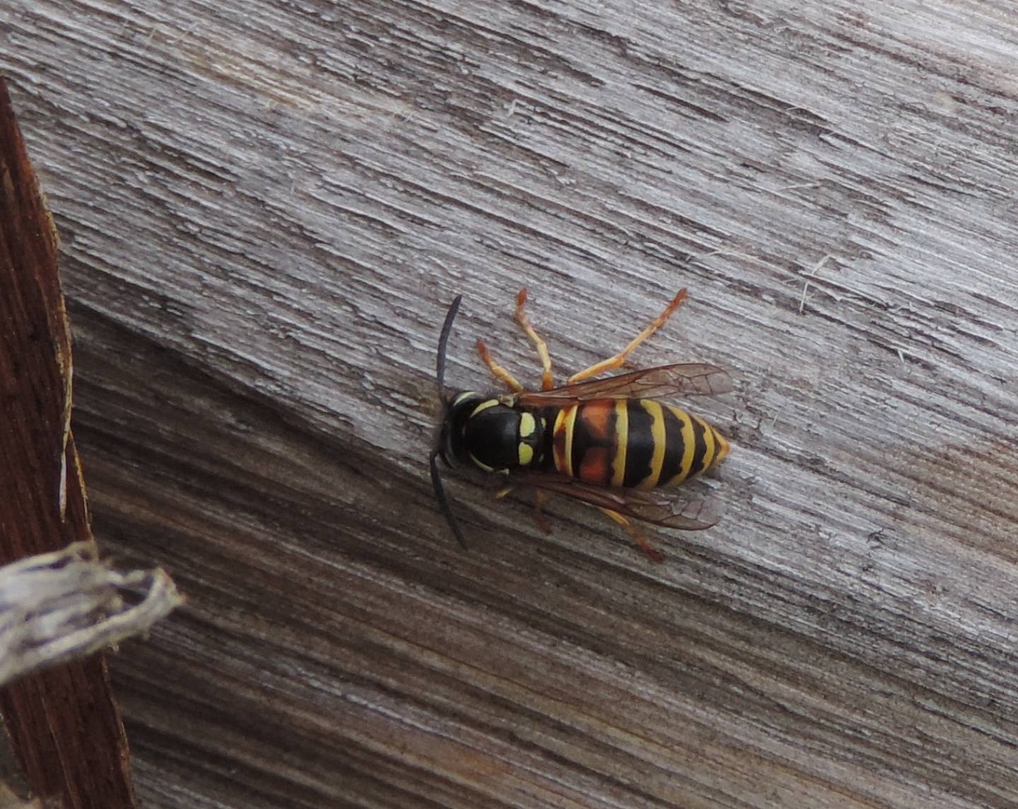 Vespidae: Vespula rufa? S.