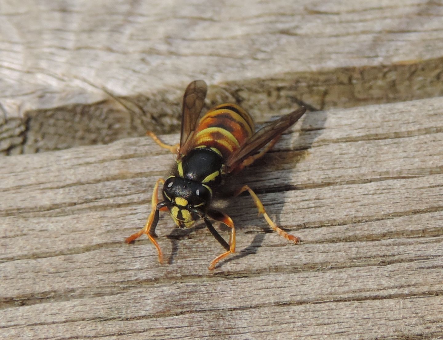 Vespidae: Vespula rufa? S.