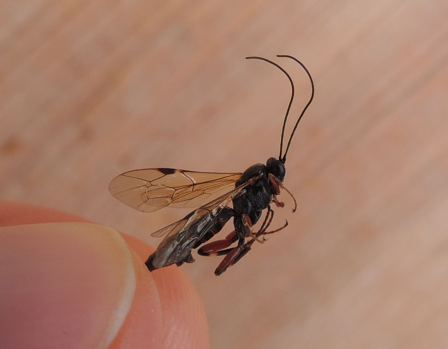 Ichneumonidae da identificare